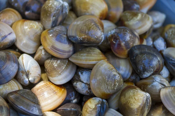 Fresh cockles for sale at a market — Stock Photo, Image