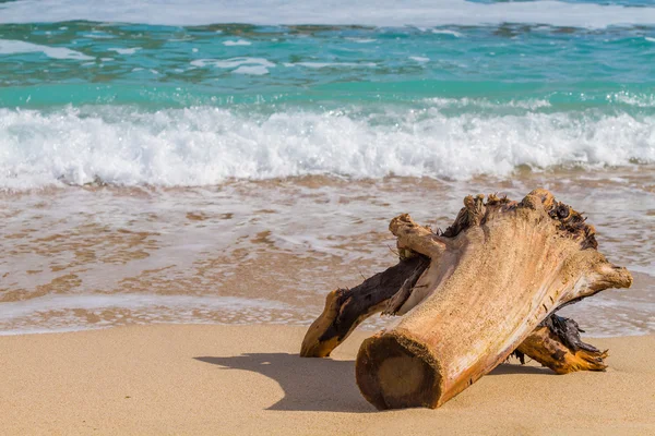 Drijfhout op het strand. — Stockfoto