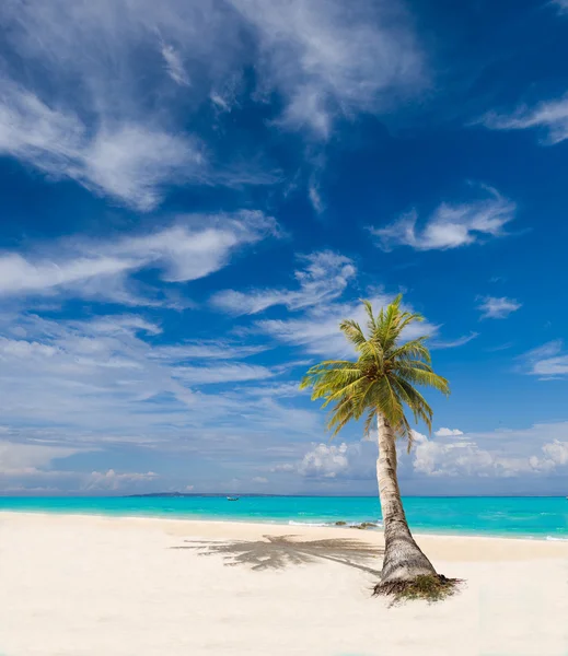 Tropikalnej plaży z drzewa kokosowego — Zdjęcie stockowe