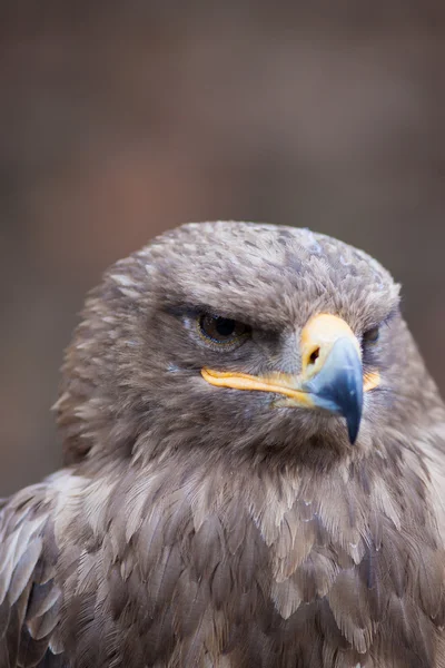 Schöne Nahaufnahme eines Falken — Stockfoto