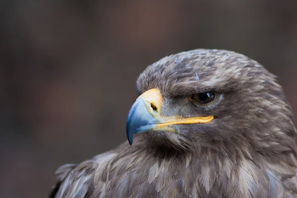 Schöne Nahaufnahme eines Falken — Stockfoto