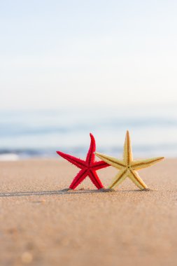 sunrise plajda denizyıldızı