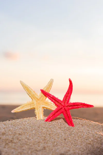 Estrella de mar en la playa al amanecer — Foto de Stock
