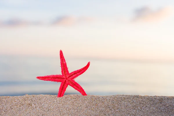 Starfish on the beach at sunrise — Stock Photo, Image