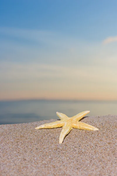 Sunrise plajda denizyıldızı — Stok fotoğraf