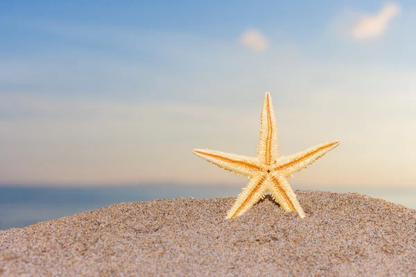 Starfish on the beach at sunrise — Stock Photo, Image