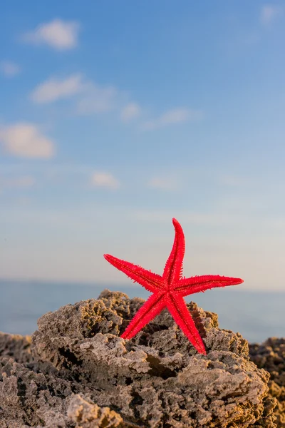 Étoile de mer sur la plage au lever du soleil — Photo