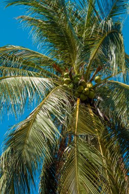 Hindistan cevizi ağacı Tayland