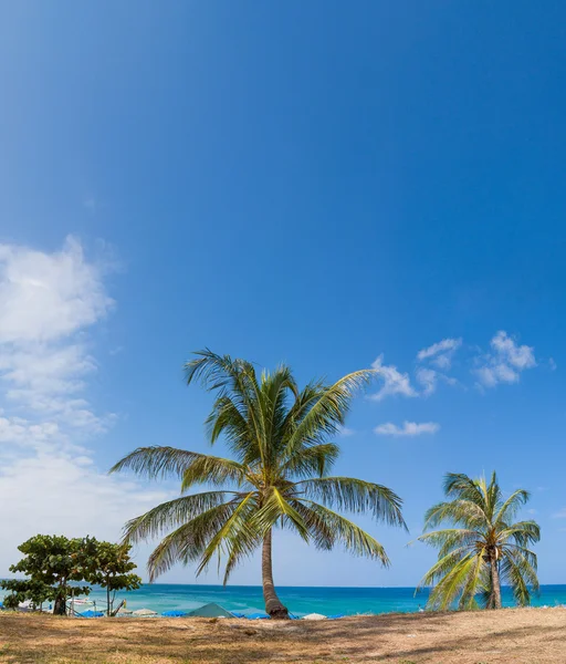 Coconut tree in Thailand — Stock Photo, Image