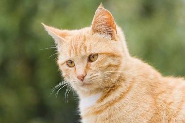 Bahçe içinde güzel bir zencefil kedi portresi