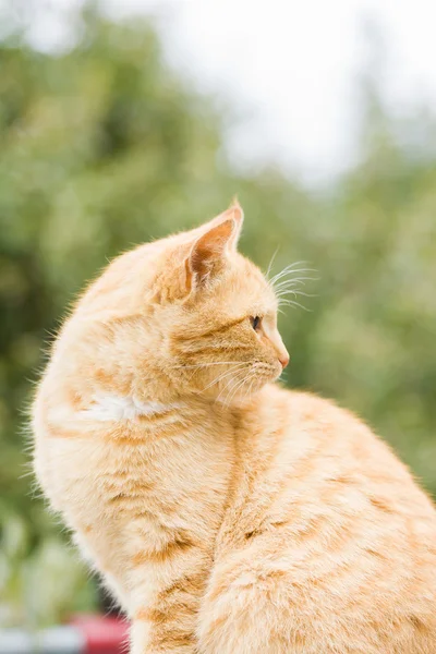 Retrato de un hermoso gato jengibre en el jardín — Foto de Stock