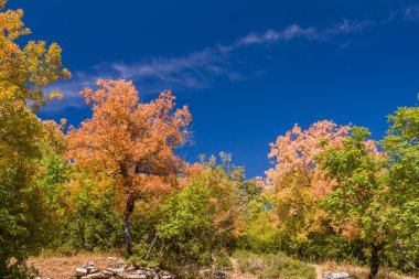 Sonbahar, zagoria bölgesinde taş orman