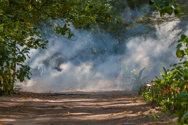Rayo de sol matutino en bosque de hadas tropical con humo —  Fotos de Stock
