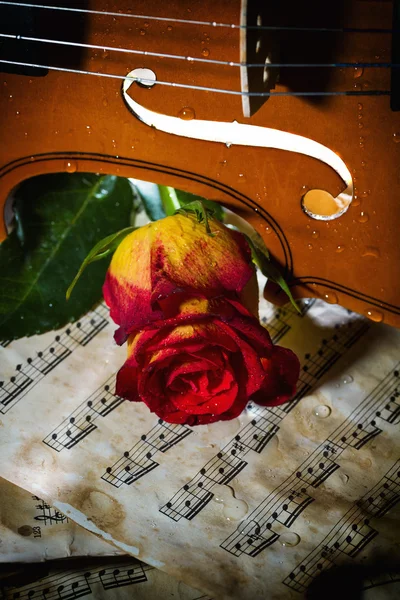 Violin sheet music and rose — Stock Photo, Image