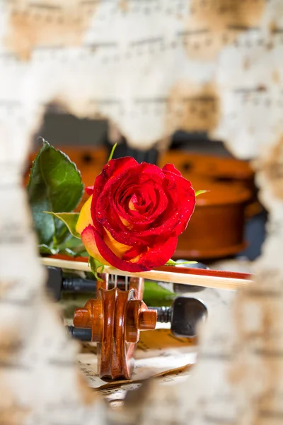 小提琴乐谱和玫瑰 — 图库照片