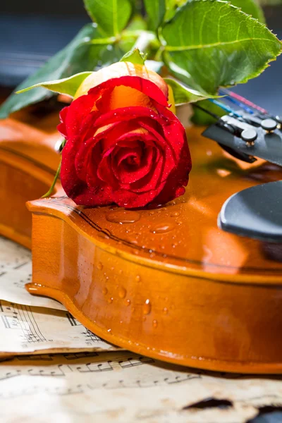 Partituras de violín y rosa — Foto de Stock