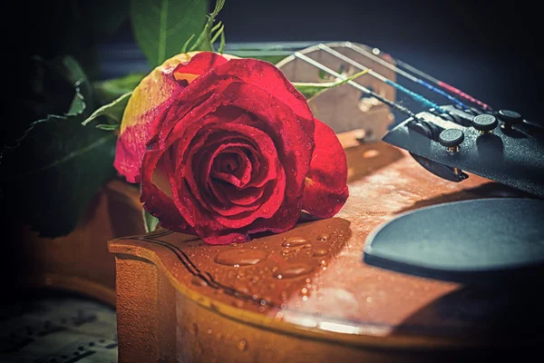 Скрипичные ноты и розы — стоковое фото