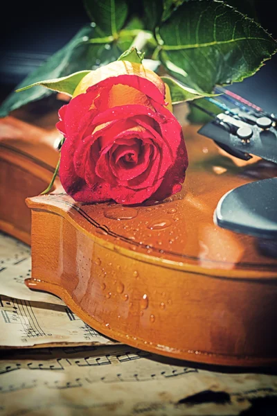 Violin sheet music and rose — Stock Photo, Image