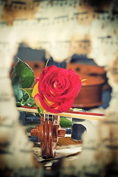 Nuty skrzypce i róża — Zdjęcie stockowe