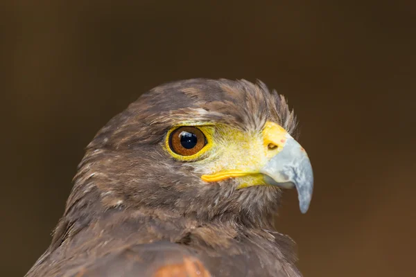 Portrait d'un faucon — Photo