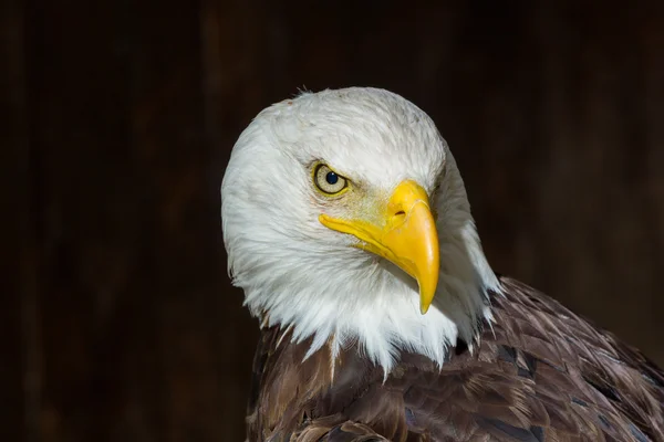 アメリカの白頭鷲 — ストック写真