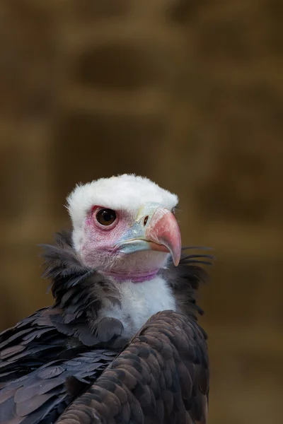 Griffon vautour portrait détaillé — Photo