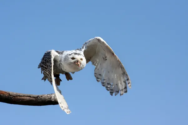 Hibou des neiges en vol — Photo