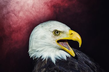 Amerikan kel kartal