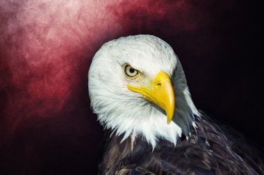 Amerikan kel kartal