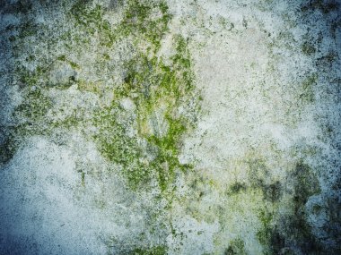 Beton üzerinde büyüyen moss