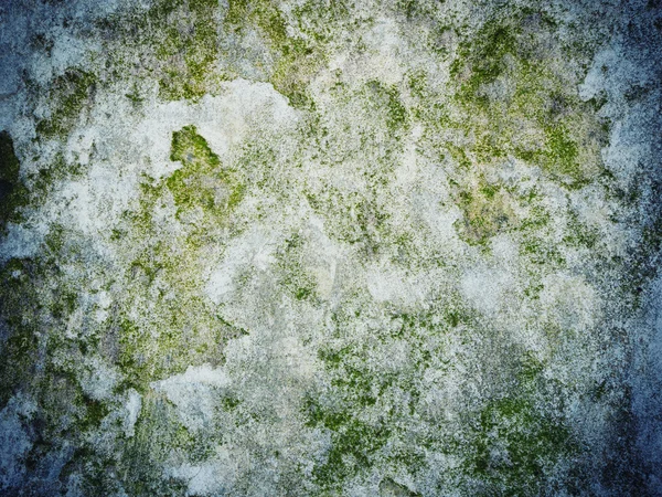 Mousse poussant sur le béton — Photo