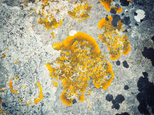 Xanthoria parietina lichen growing on stone. — Stock Photo, Image