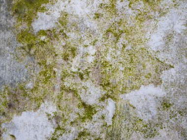 Beton üzerinde büyüyen moss