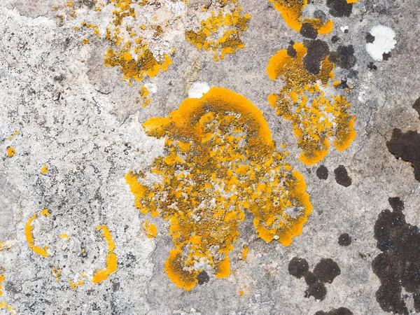 石の上に成長している xanthoria parietina 地衣. — ストック写真