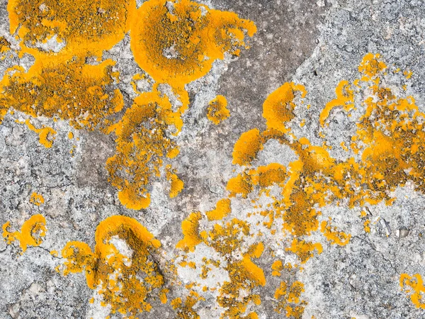 Xanthoria parietina lichen растет на камне . — стоковое фото