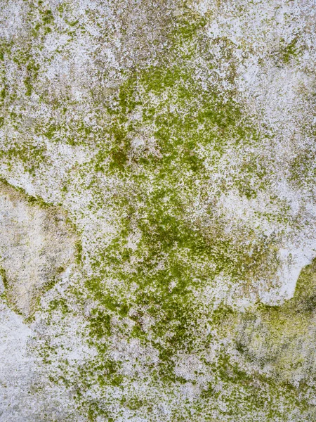 Mousse poussant sur le béton — Photo