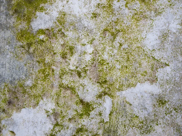 Mossa växer på betong — Stockfoto