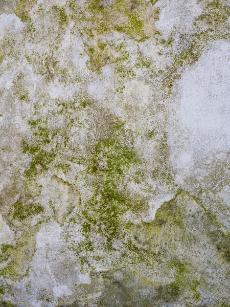Muschio che cresce sul cemento — Foto Stock