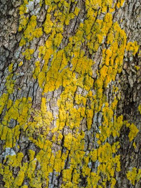 grunge estilo vertical superfície de madeira com fungo amarelo