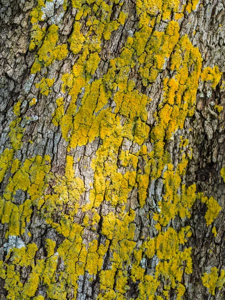 Grunge Style Vertical Wood surface with Yellow fungus — Stock Photo, Image