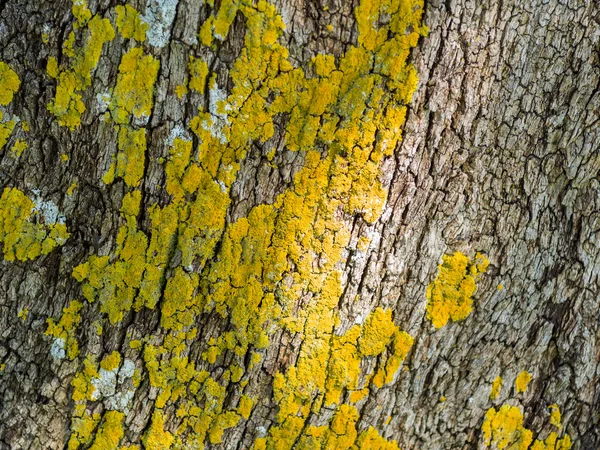 Grunge Style Vertical Wood surface with Yellow fungus — Stock Photo, Image