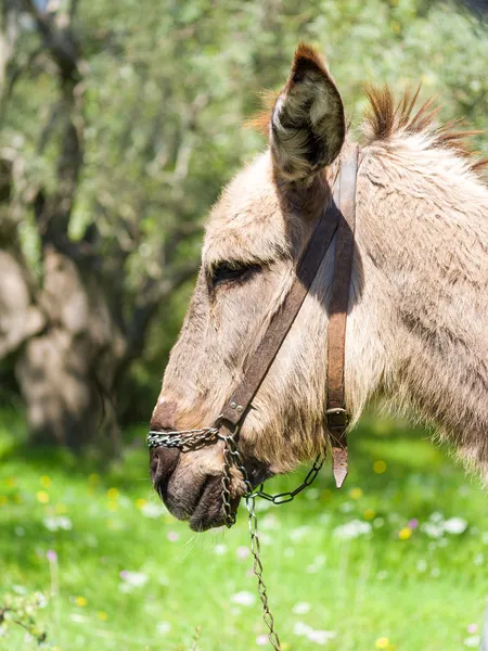 在橄榄树果园的驴 — 图库照片