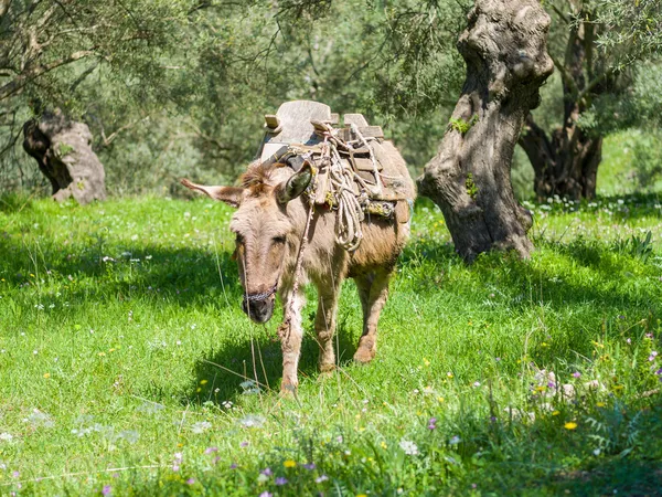 Burro no pomar da oliveira — Fotografia de Stock