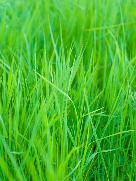 Grön gräs bakgrund — Stockfoto