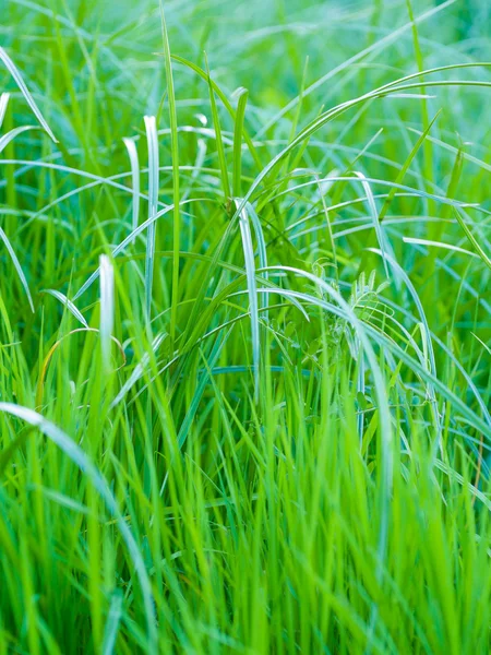 Latar Belakang Rumput Hijau — Stok Foto