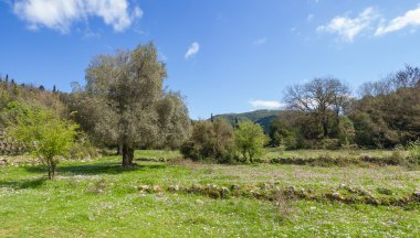 lefkada zeytin ağaçları ile çayır