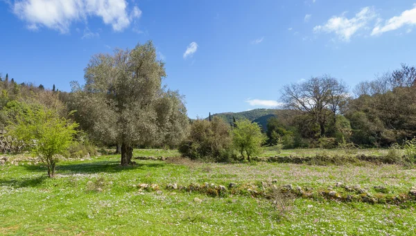 Meadow with olive trees in Lefkada — Stock Photo, Image