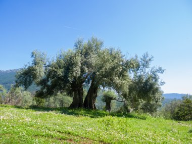 lefkada zeytin ağaçları ile çayır