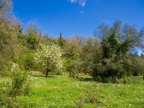 Луг с оливковыми деревьями в Лефкаде — стоковое фото