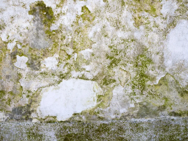 Muschio crescente sul pavimento di cemento — Foto Stock